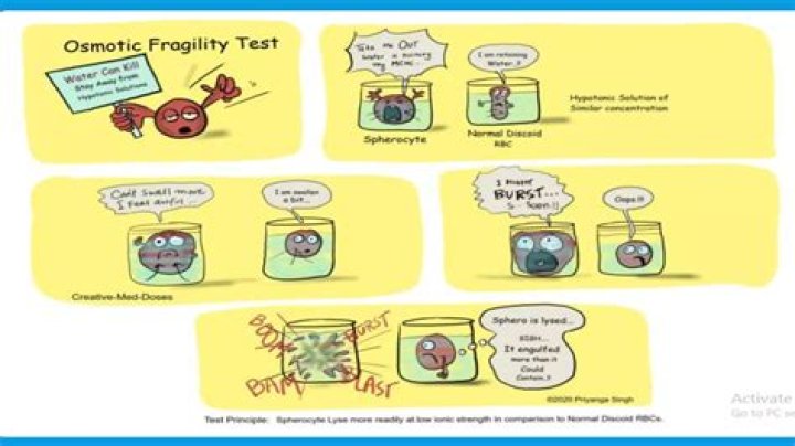 What does a positive osmotic fragility test mean?