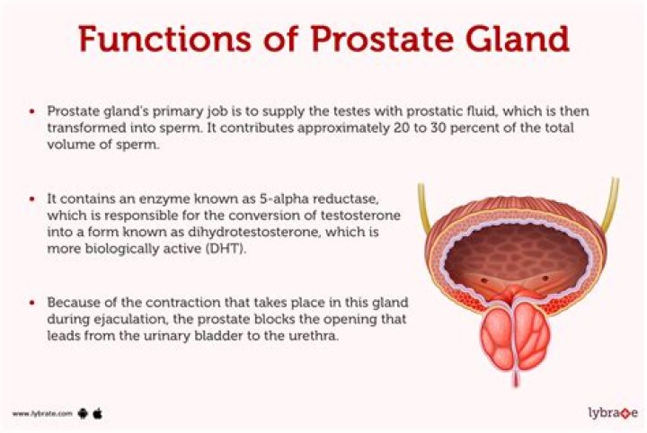 What does a prostate do?