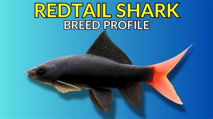 What does a red tail shark eat?