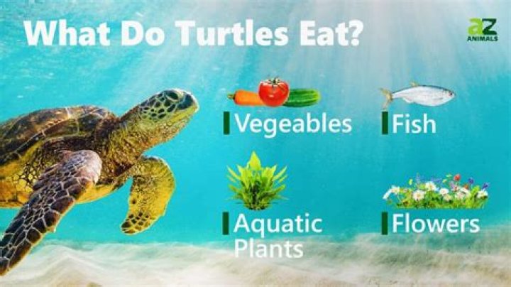 What does a sea turtle eat?