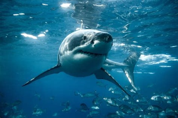 What does a shark represent in the Bible?