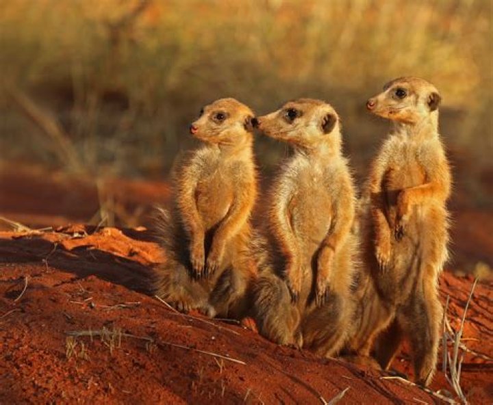 What does a Suricata eat?