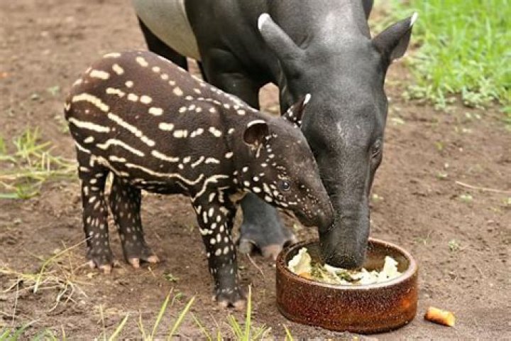What does a tapir eat?