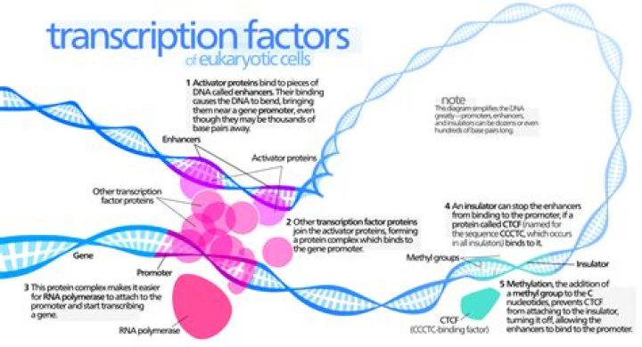 What does a transcription factor bind to?