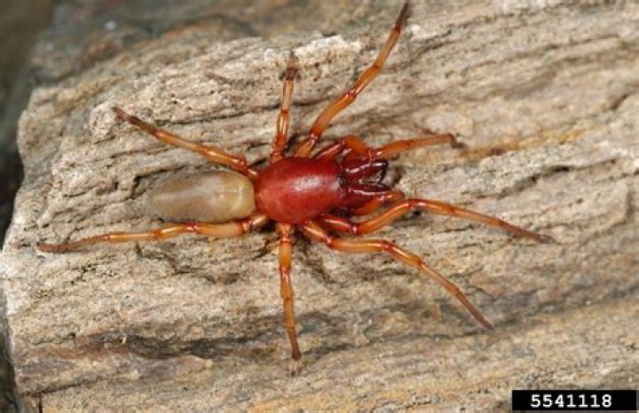 What does a woodlouse spider eat?