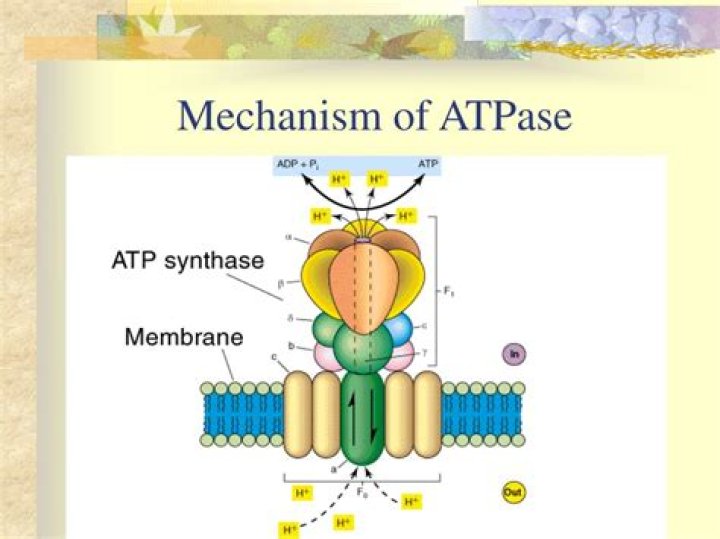 What does AAA ATPase do?