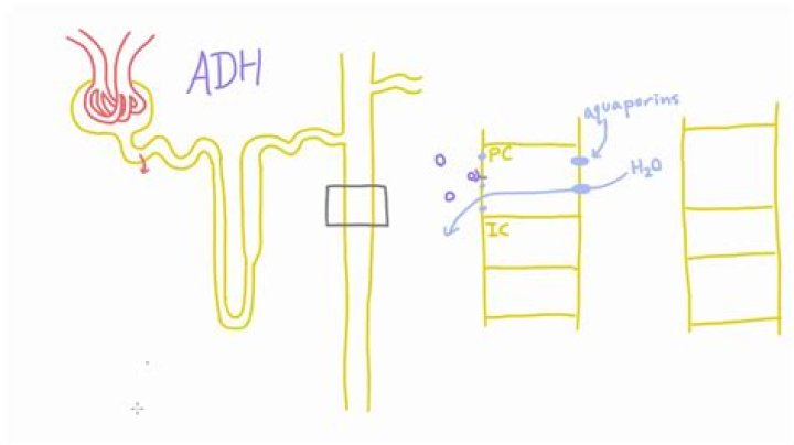 What does ADH do in yeast?