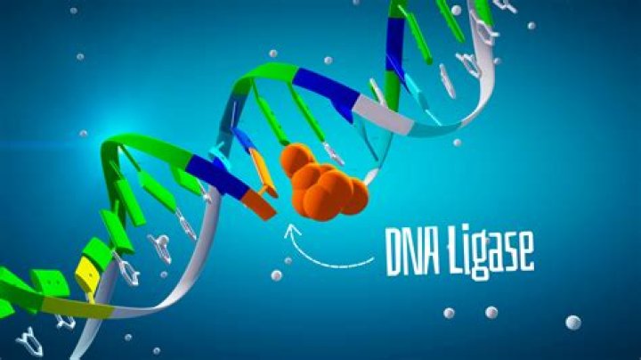 What does an E3 ligase do?