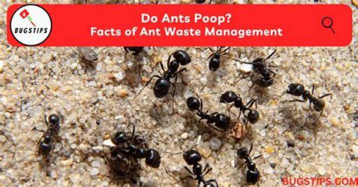 What does ant stop contain?