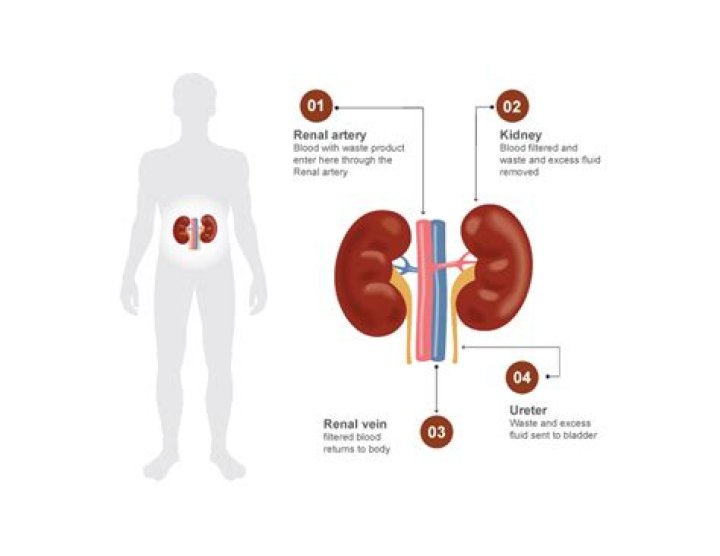 What does BNP do to the kidneys?