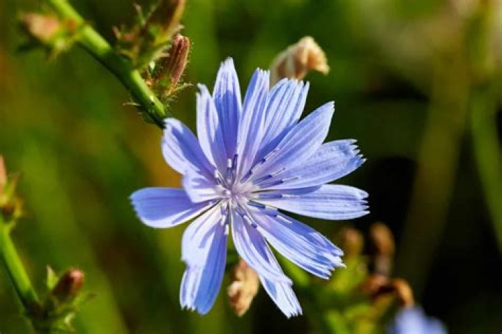 What does chicory symbolize?
