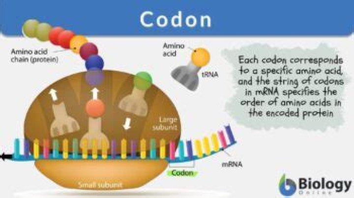 What does codon bias do?