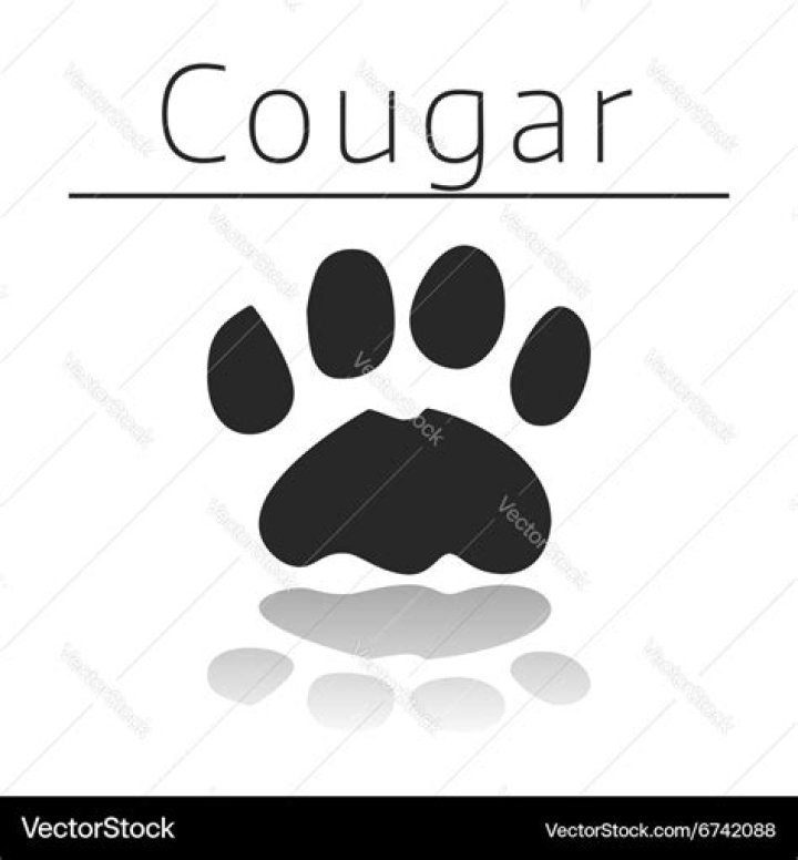 What does cougar paw prints look like?