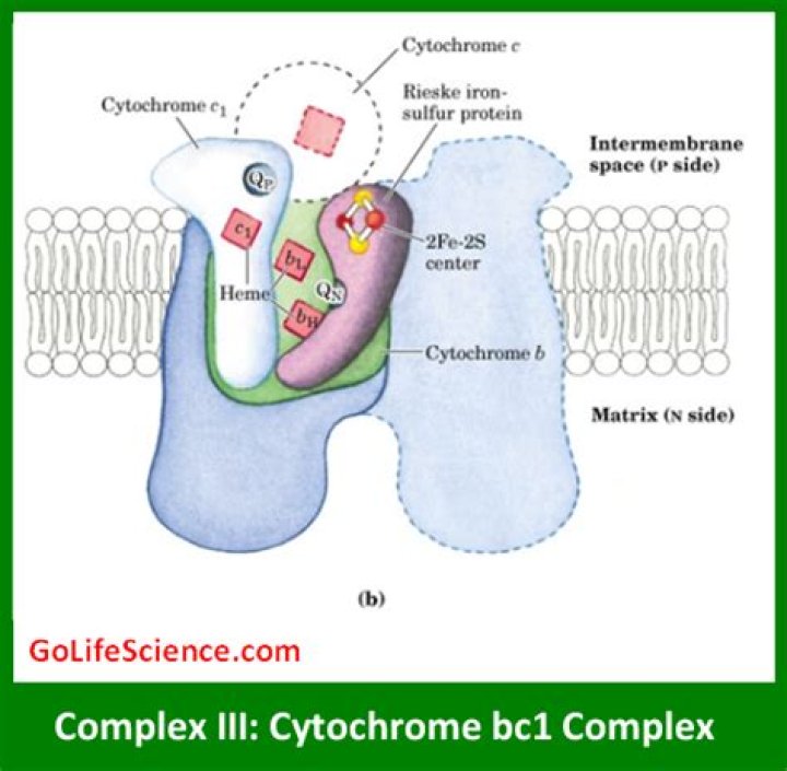What does cytochrome bc1 complex do?