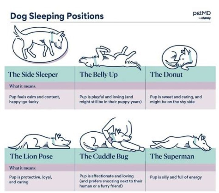 What does dog stop mean?