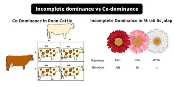 What does dominance mean in the disc test?