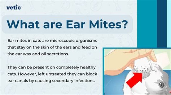 What does ear mite infestation look like?