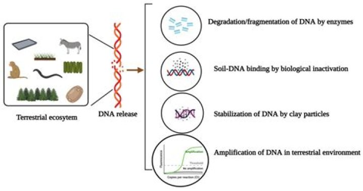 What does environmental microbiology deal with?