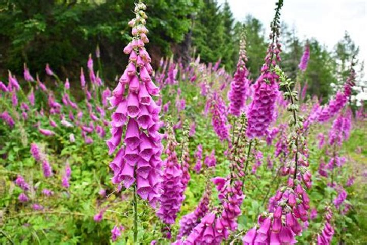 What does foxglove symbolize?