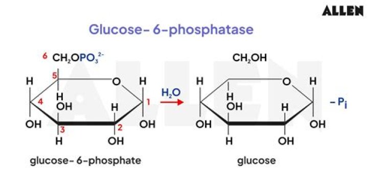 What does glucose 1 phosphatase do?