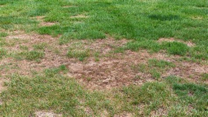 What does grub damage look like in your lawn?