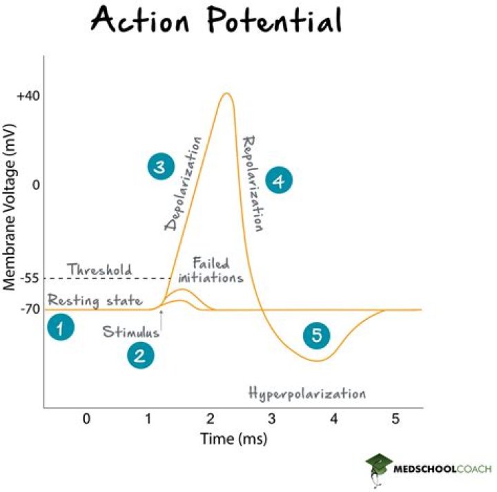 What does having potential mean?