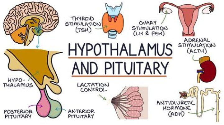 What does hypophysis mean?