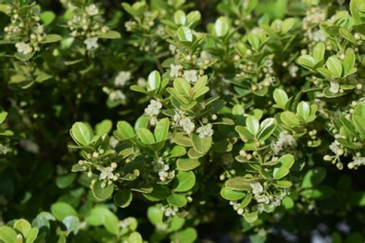 What does Ilex look like?