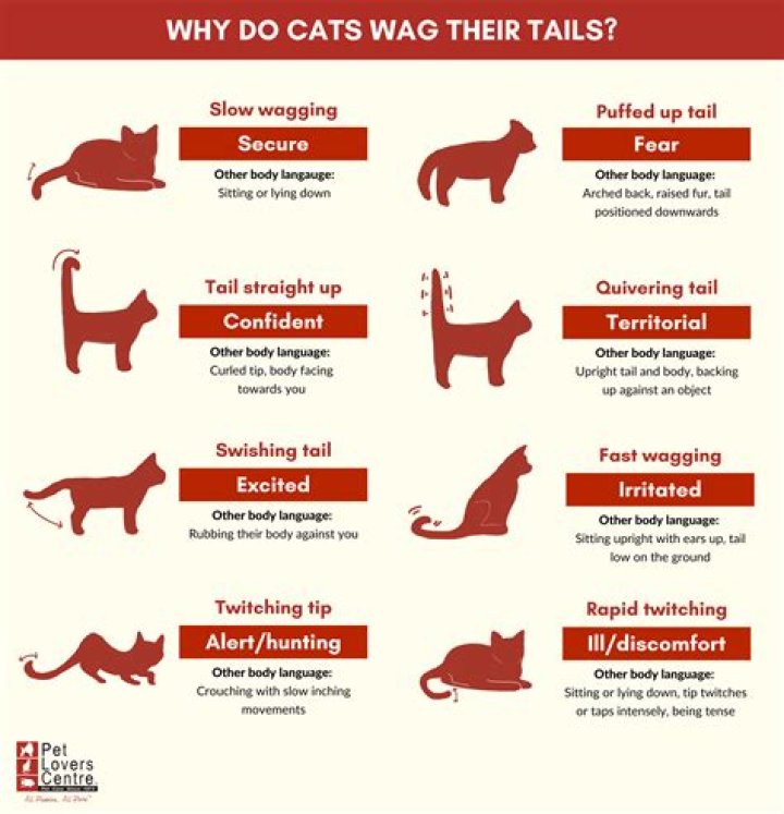 What does it mean if a cat has nystagmus?