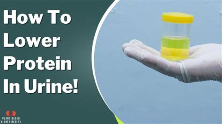 What does it mean if you have 2+ protein in urine?