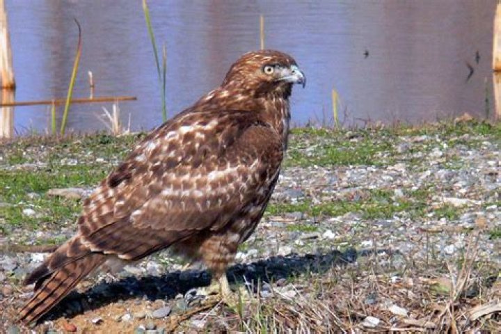 What does it mean to have a red tailed hawk in your yard?