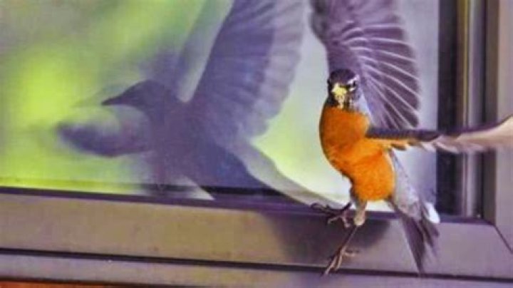 What does it mean when a bird attacks a human?
