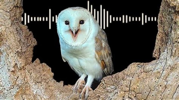 What does it mean when an owl sounds like a monkey?