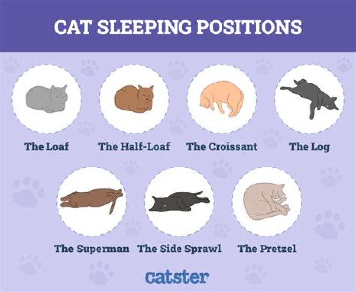 What does it mean when cats sleep in loaf position?
