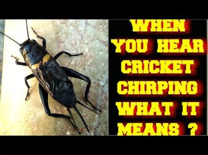 What does it mean when crickets are chirping?