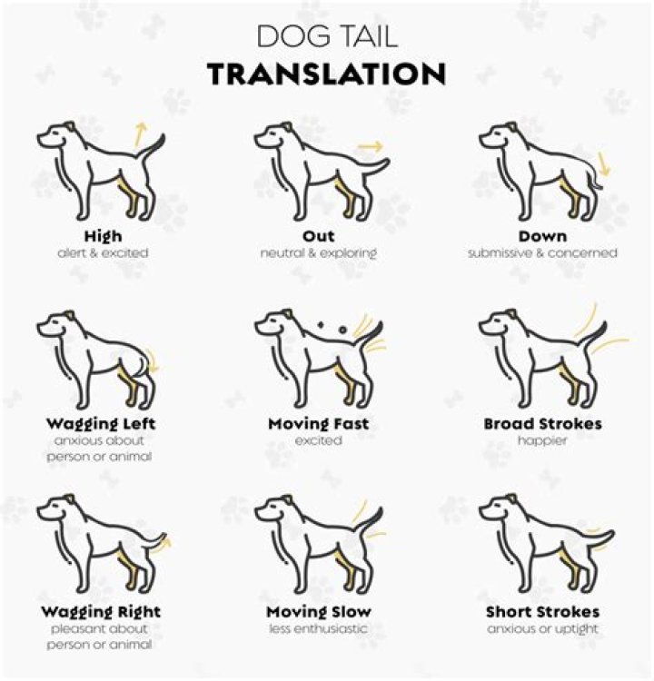 What does it mean when dog smiles?