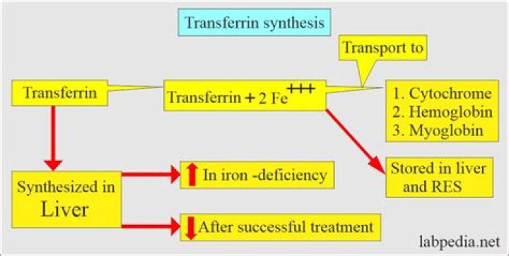 What does it mean when transferrin is high?