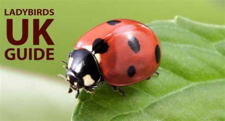 What does Ladybird mean in Regency England?