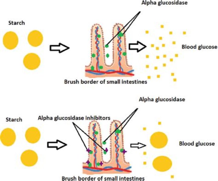 What does lysosomal alpha-glucosidase do?