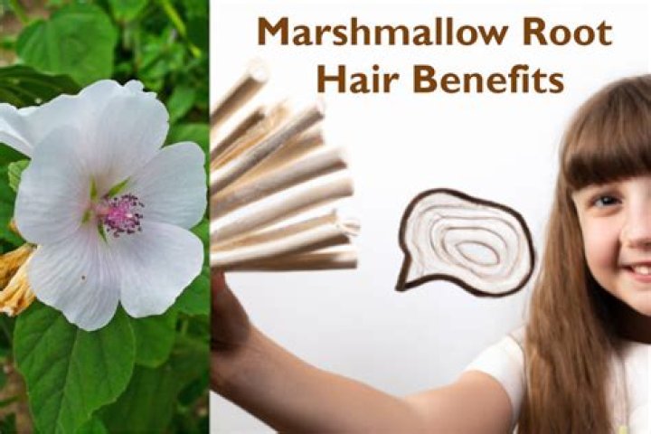 What does marshmallow root do to hair?