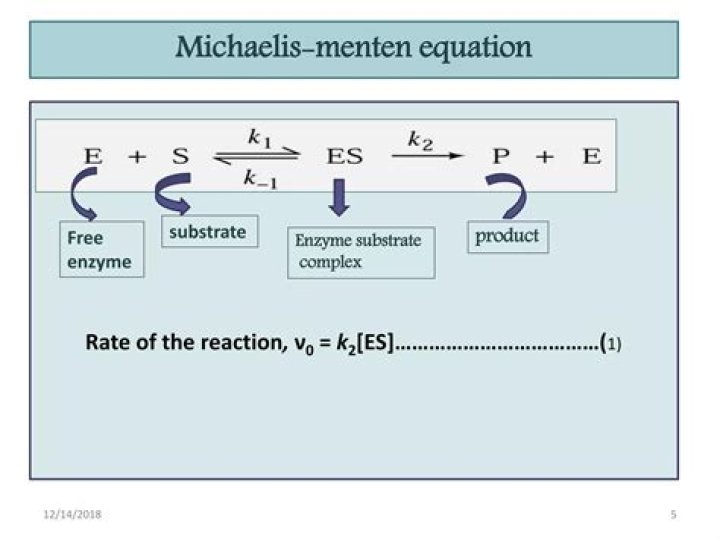 What does Michaelis-Menten equation describe?