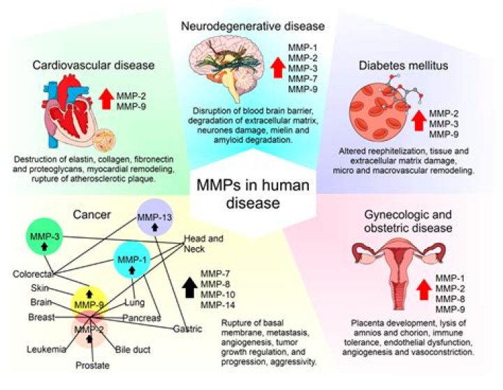 What does MMP-3 do?