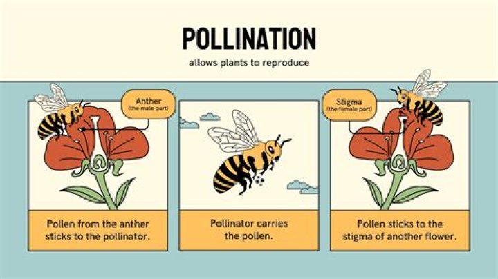 What does pollination lead to?