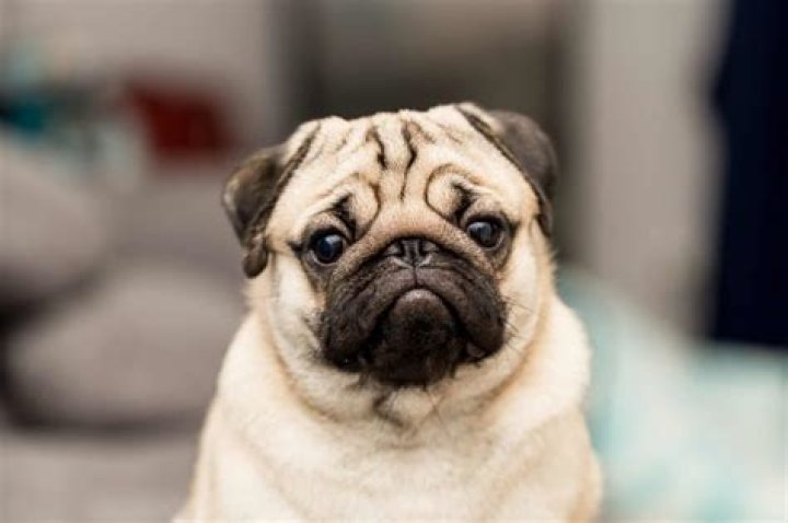 What does PUG mean in wow?