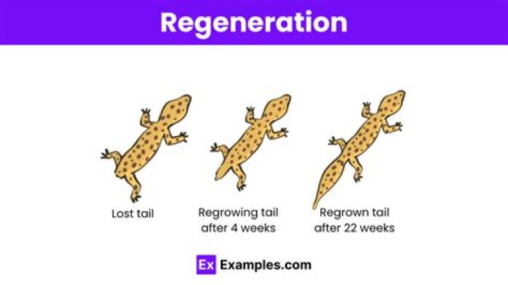 What does regeneration mean biblically?