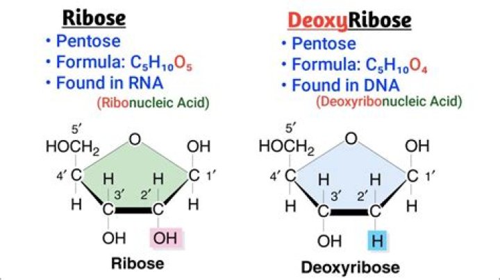What does ribose supplement do?