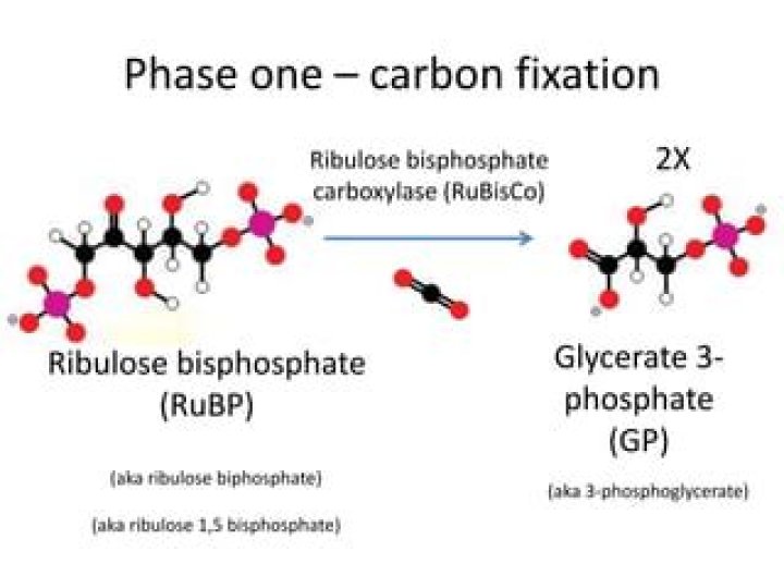 What does ribulose bisphosphate carboxylase do?