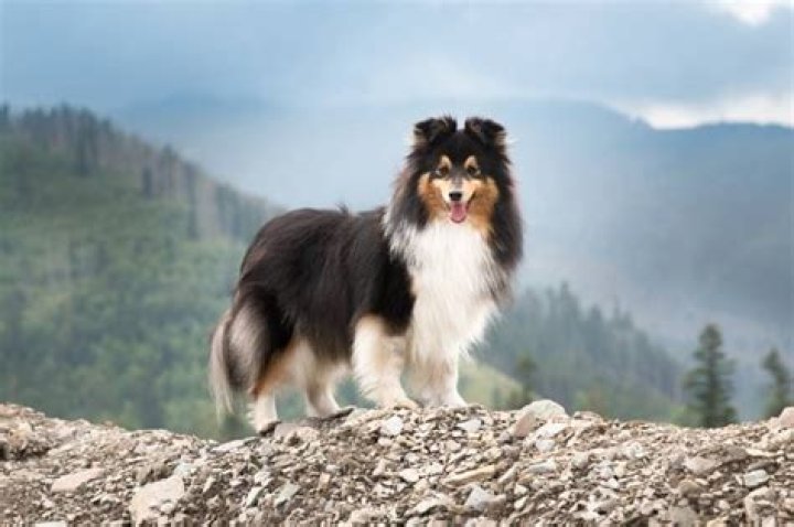 What does sheepdog mean in police?
