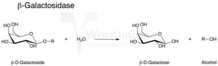 What does ss galactosidase do?
