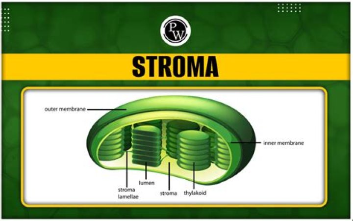 What does Stromae hate?